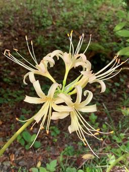 彼岸花 白 彼岸花 白 彼岸花,曼珠沙華,白い花の写真素材