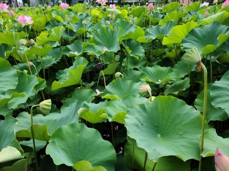 秋田にある美しい蓮の花畑 秋田にある美しい蓮の花畑 秋田,蓮,花畑の写真素材