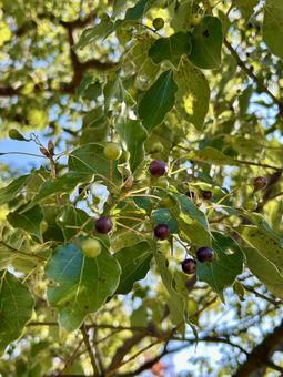 クスノキの実と葉っぱ クスノキ,木,果実の写真素材