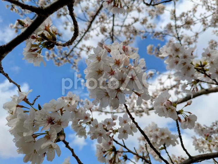 桜と青空が広がる春の風景 桜,春,満開の写真素材