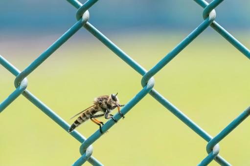 シオヤアブ シオヤアブ,塩屋虻,フェンスの写真素材