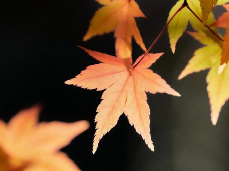 黒い背景薄紅色に色づくもみじの葉 黒い背景薄紅色に色づくもみじの葉の写真