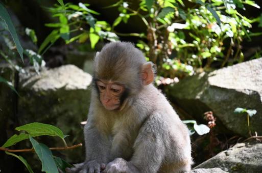 ニホンザル ニホンザルの写真