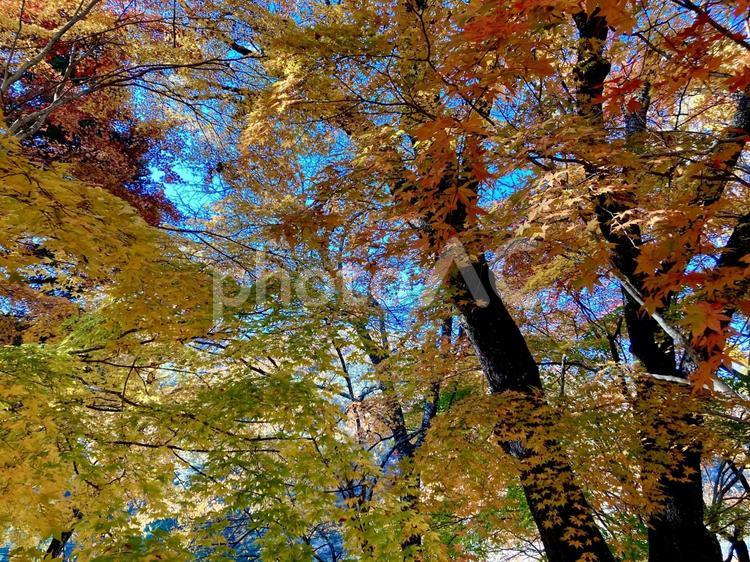 色とりどりの美しい紅葉 秋,風景,もみじの写真素材