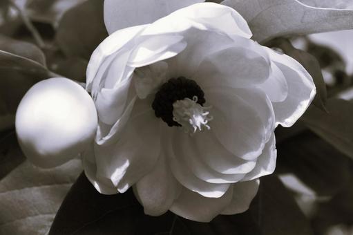 大山蓮華 オオヤマレンゲ/天女花 大山蓮華 オオヤマレンゲ/天女花 大山蓮華,白黒写真,オオヤマレンゲの写真素材