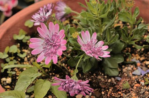 Pale purple flowers of "Osteospermum", JPG Pale purple flowers of "Osteospermum", JPG