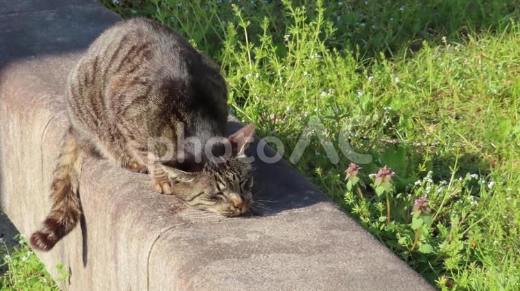 日向ぼっこ中に睡魔でとろけてしまった猫 猫,キジトラ,脱力の写真素材