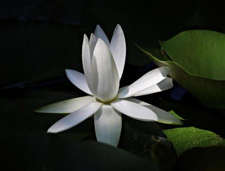 水蓮 水蓮の写真