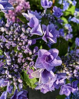 紫陽花⑤ 紫陽花⑤の写真