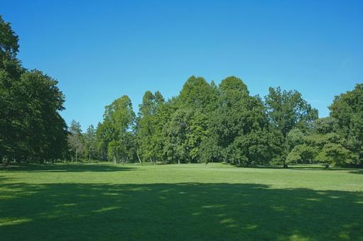 緑の公園 木,公園,森の写真素材