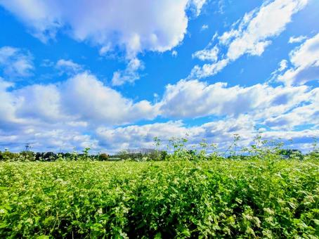 そばの花畑・栃木県2025.10月の写真
