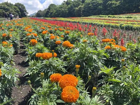 マリーゴールドの花畑 マリーゴールドの花畑 マリーゴールド,6月,7月の写真素材