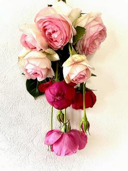 薔薇の花束 07 薔薇の花束 07 バラ,薔薇,花の写真素材