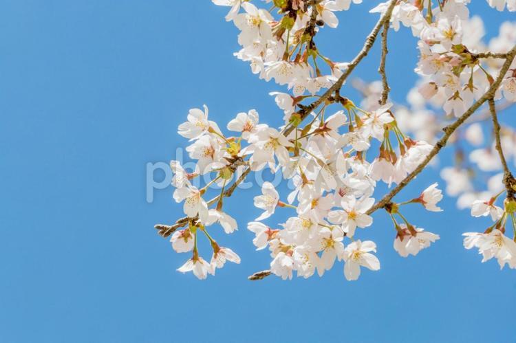 満開の桜　春のイメージ さくら,桜,サクラの写真素材