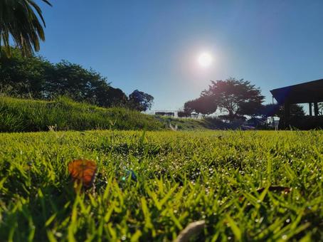 Early morning lawn, JPG Early morning lawn, JPG