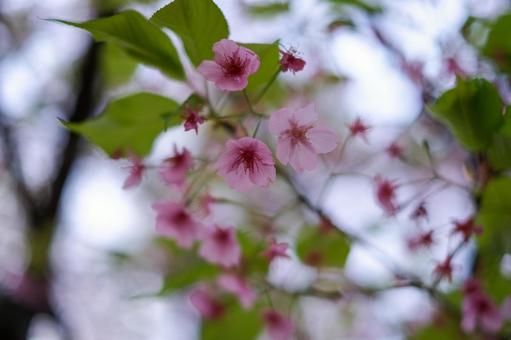 別所沼公園の河津桜 別所沼公園の河津桜の写真