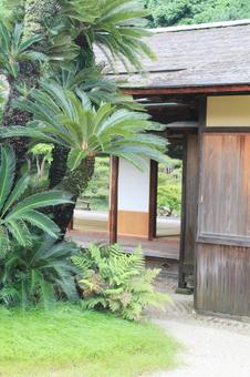 ヤシ　和庭園 ヤシ,和風庭園,和庭園の写真素材