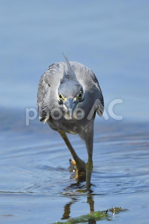 湖畔で餌を探すササゴイ（正面） ササゴイ,野鳥,サギの写真素材