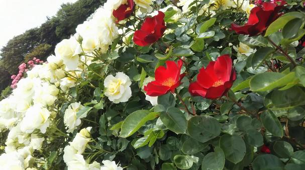Photo, rose, flower, natural, 