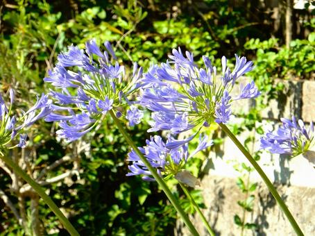 Photo, agapanthus, purple clam, blue, 