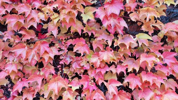 紅葉 蔦,外壁,紅葉狩りの写真素材