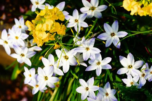 春に咲く小さな花々 春に咲く小さな花々 花,植物,春の写真素材