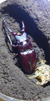 ギラファノコギリクワガタ産まれた ギラファノコギリクワガタ産まれた クワガタ,昆虫,虫の写真素材