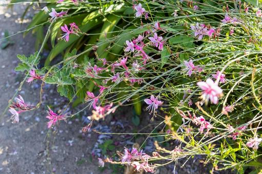 実家の玄関脇に咲く可愛いガウラの花 実家の玄関脇に咲く可愛いガウラの花の写真