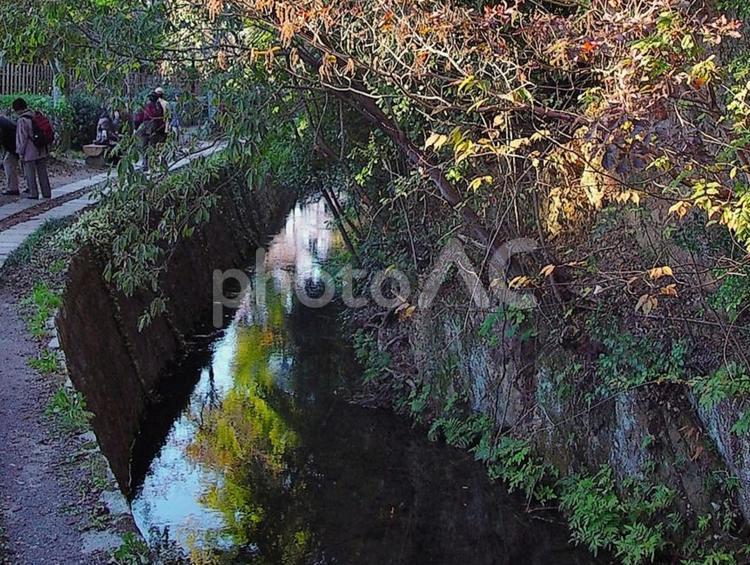 哲学の道　琵琶湖疎水 哲学の道,京都市右京区,観光地の写真素材