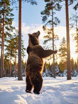 ヒグマ ヒグマの写真