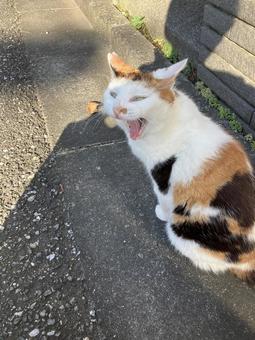 野良猫 野良猫の写真