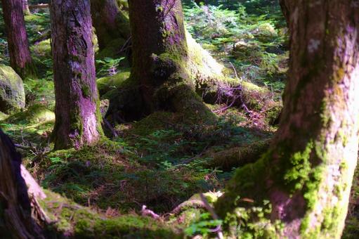 苔庭 苔庭の写真