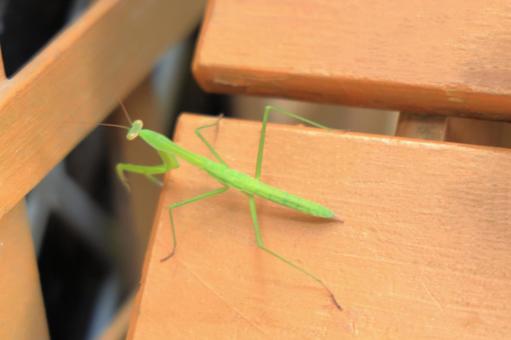 A Praying Mantis, JPG A Praying Mantis, JPG