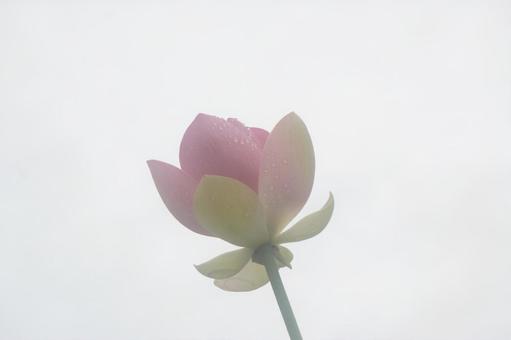 蓮 蓮の写真