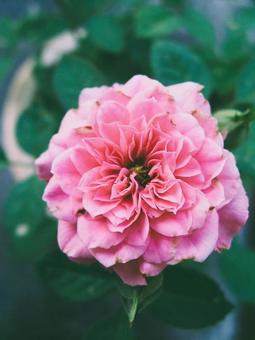 薔薇 薔薇の写真