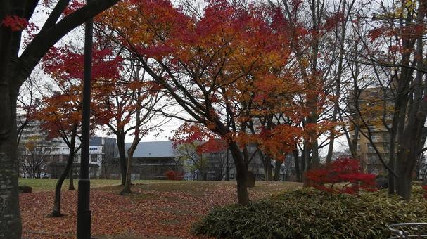 紅葉 素材 紅葉 素材の写真