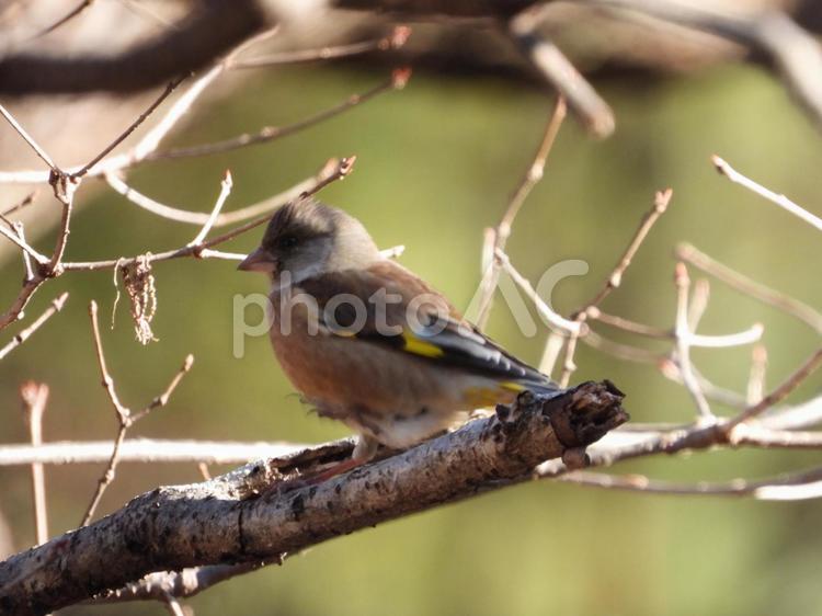 小根山野鳥の森で撮ったカワラヒワ かわいい,バードウォッチング,野鳥の写真素材