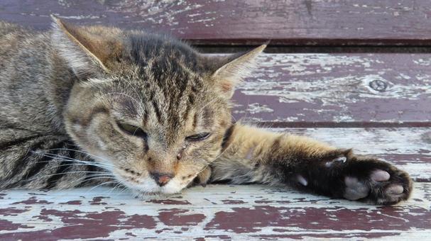 完全に夏バテしてしまったもふもふな猫様 完全に夏バテしてしまったもふもふな猫様の写真