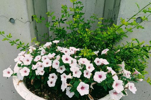 カリブラコア カリブラコア 花,植物,ガーデンの写真素材