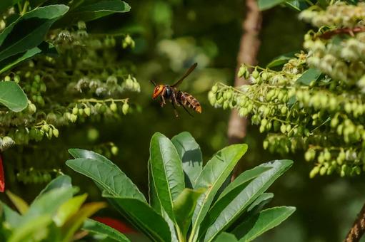 スズメバチ スズメバチ,蜂,夏の写真素材
