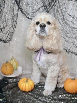 2025.10月アメコカのトリミング 犬,コスプレ,10月の写真素材