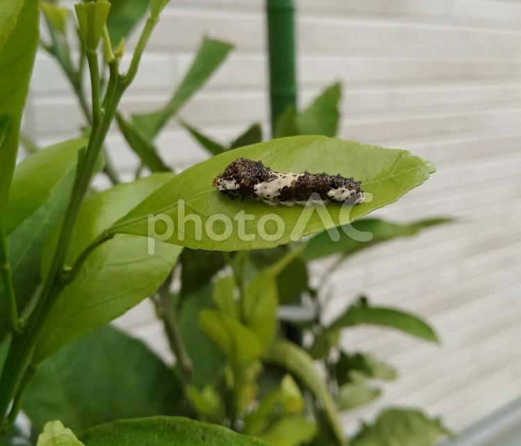 あおむし  1　アゲハ蝶 アオムシ,アゲハ蝶幼虫,幼虫の写真素材