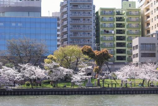 cherry blossoms, primavera, fiori di ciliegio, sakura, JPG