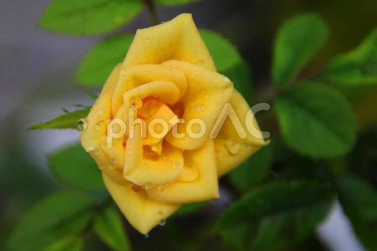 黄色い薔薇 薔薇,花,植物の写真素材