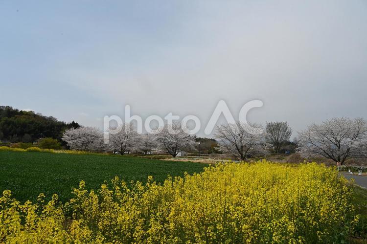 安中市古屋で撮った麦畑と菜の花畑と桜並木 春,自然,風景の写真素材