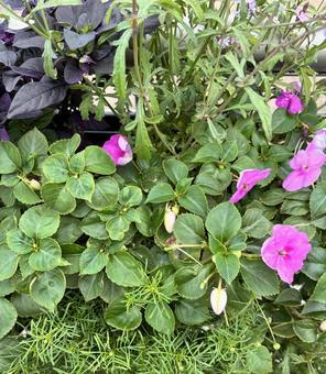 ガーデニング/素敵な寄せ植え 植物,花,紫色の花の写真素材