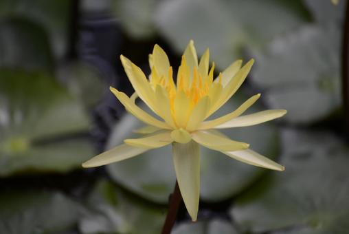 蓮の花♪ 蓮の花♪の写真