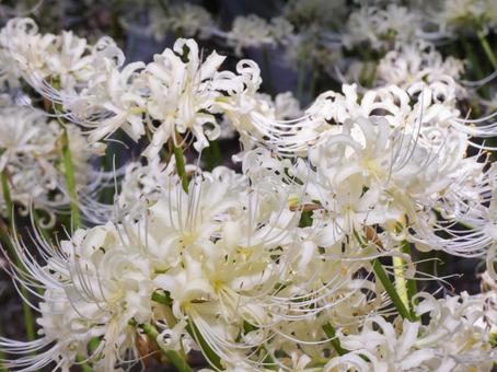 白い彼岸花の花畑 白い彼岸花の花畑の写真