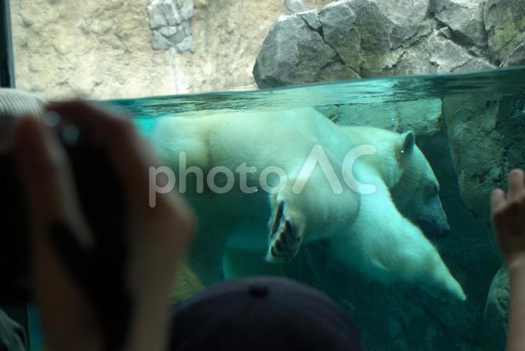 白くまの泳ぎ 動物園,生き物,旭山動物園の写真素材