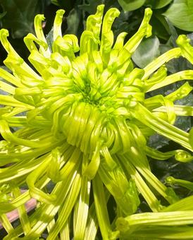 スパイダー咲きのマム スパイダー咲きのマム マム,キク,花の写真素材